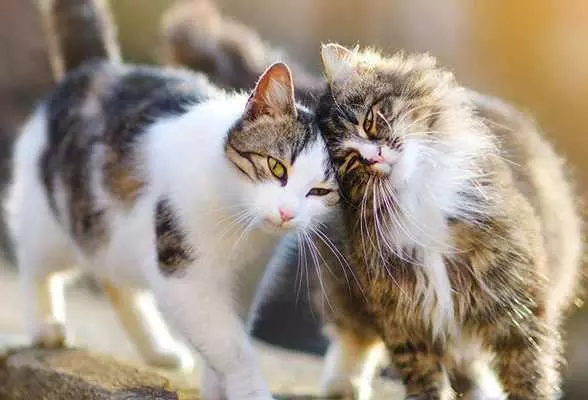 Разгадать 10 интересных фактов о кошках онлайн